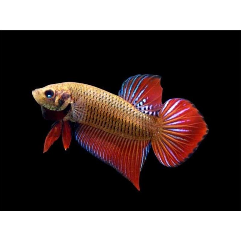 Betta splendens wild red male - imagine 3